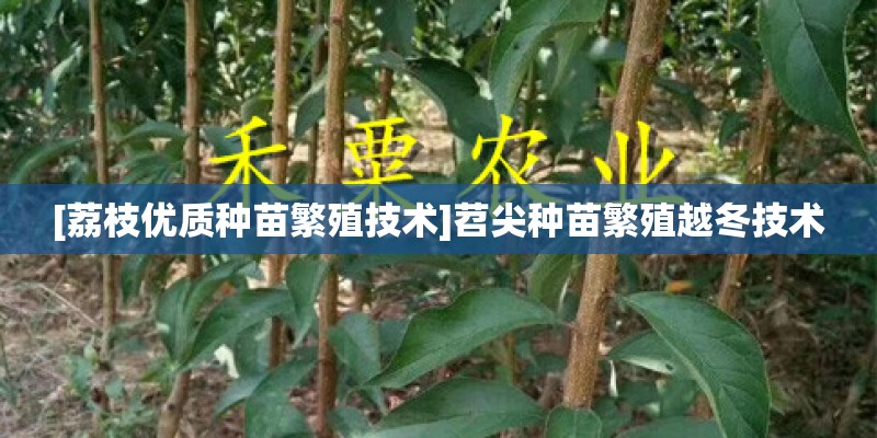 [荔枝优质种苗繁殖技术]苕尖种苗繁殖越冬技术