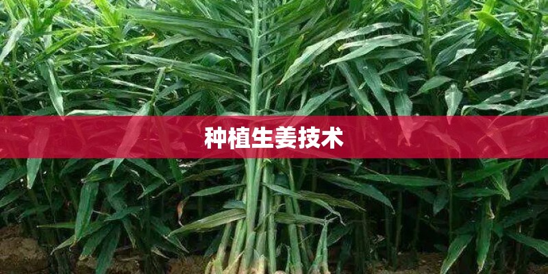 种植生姜技术