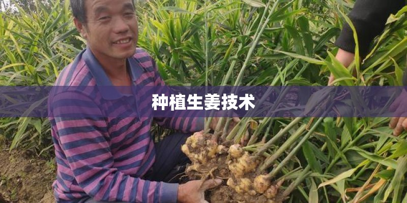 种植生姜技术