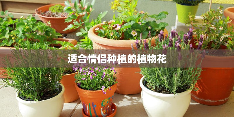 适合情侣种植的植物花