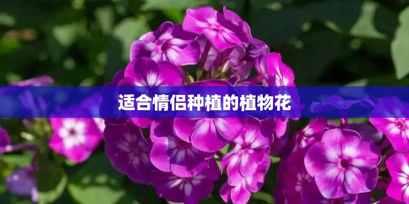 怎么看vivox5m是不是全网通手机？