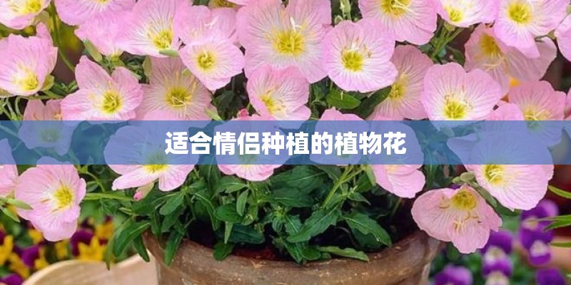 适合情侣种植的植物花