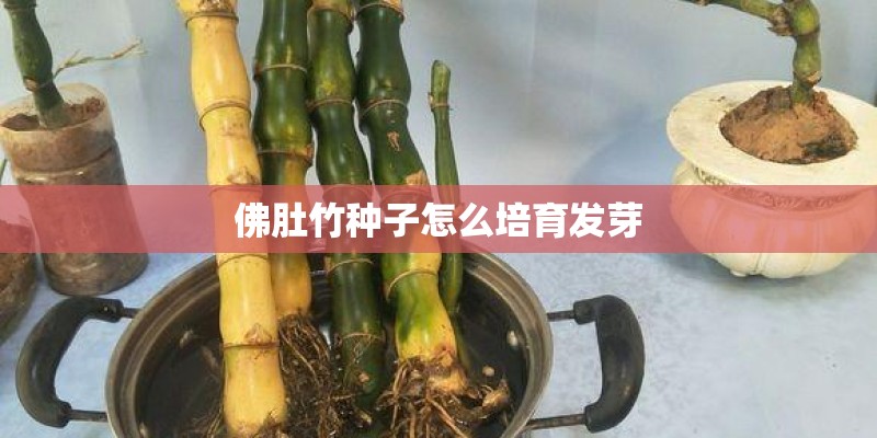佛肚竹种子怎么培育发芽