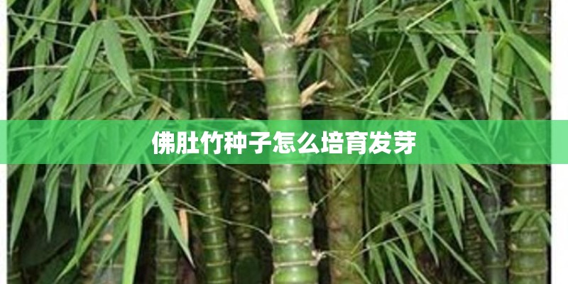 佛肚竹种子怎么培育发芽