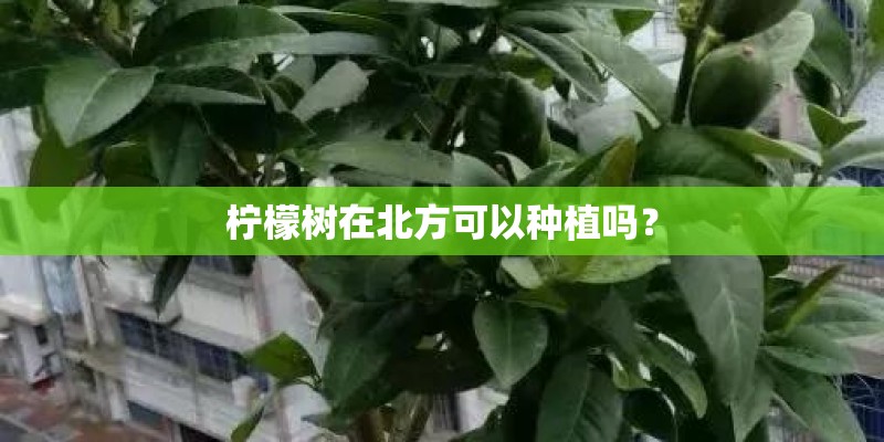 关于劳动节的小诗
