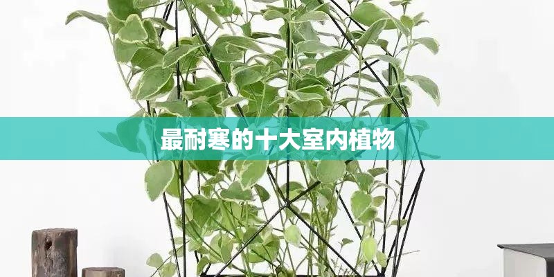 最耐寒的十大室内植物