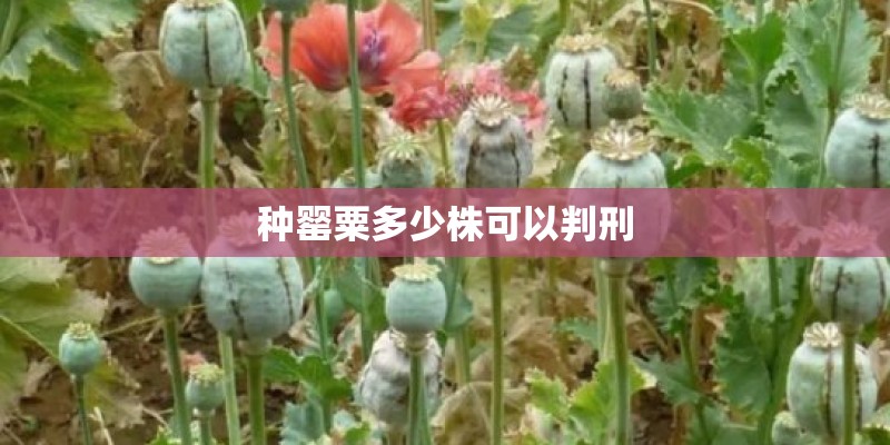 种罂粟多少株可以判刑