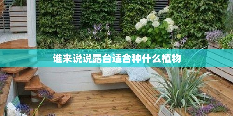 谁来说说露台适合种什么植物