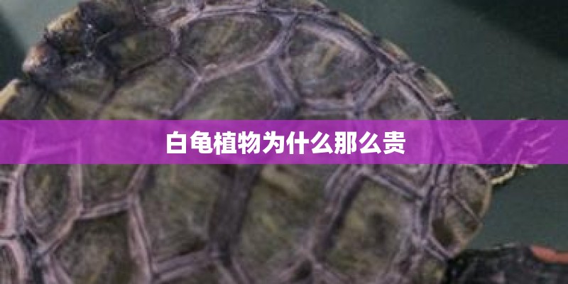 白龟植物为什么那么贵