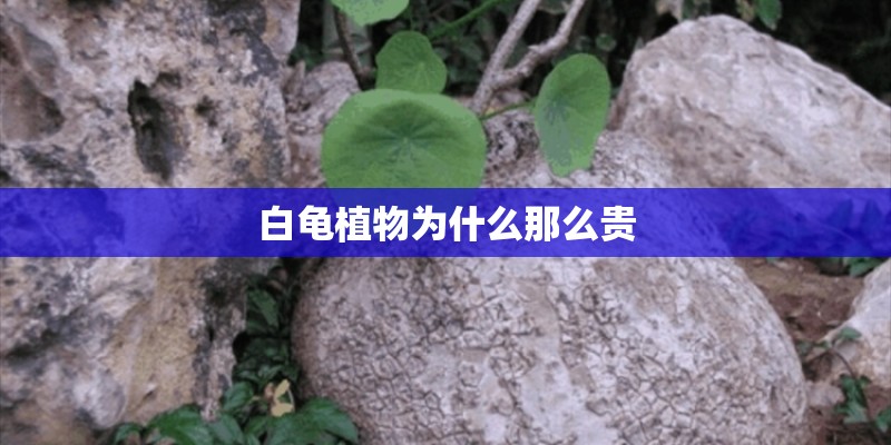 白龟植物为什么那么贵