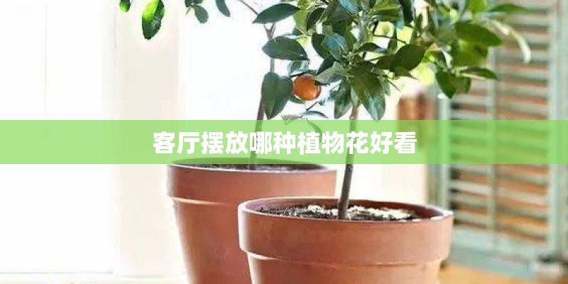 客厅摆放哪种植物花好看
