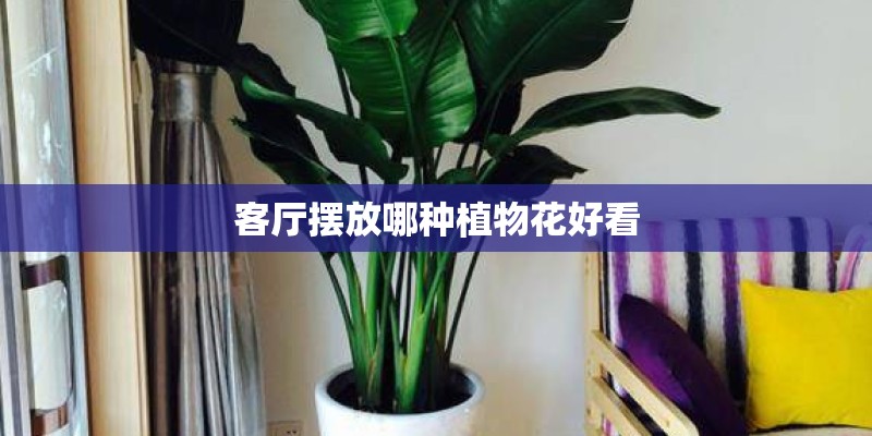 客厅摆放哪种植物花好看