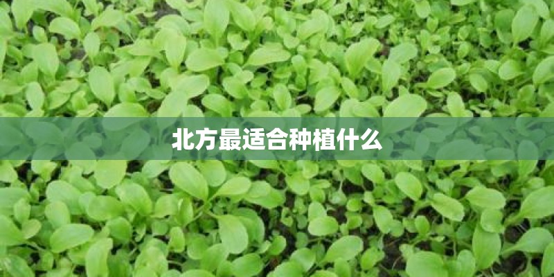 北方最适合种植什么