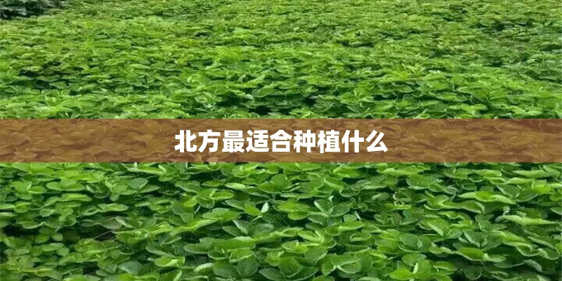 北方最适合种植什么