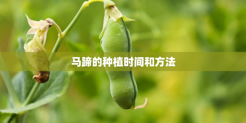 马蹄的种植时间和方法
