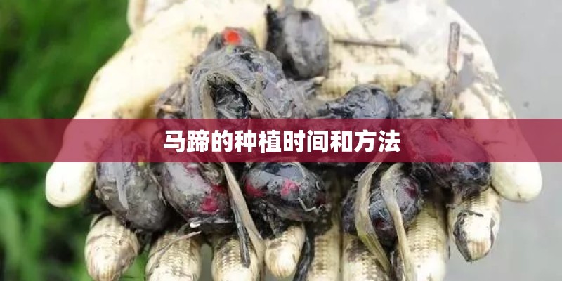 马蹄的种植时间和方法