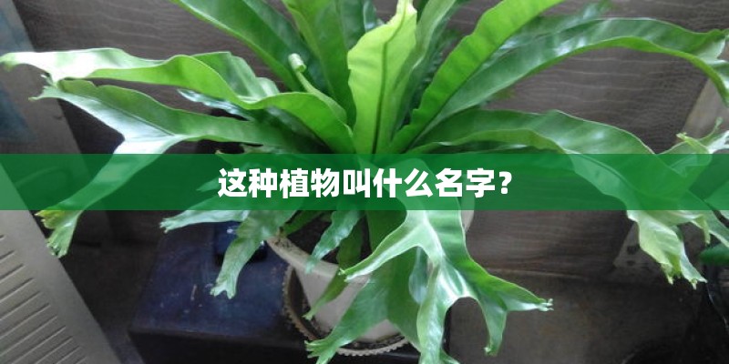 这种植物叫什么名字？