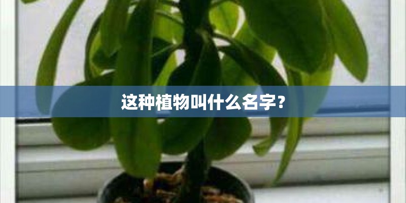 这种植物叫什么名字？