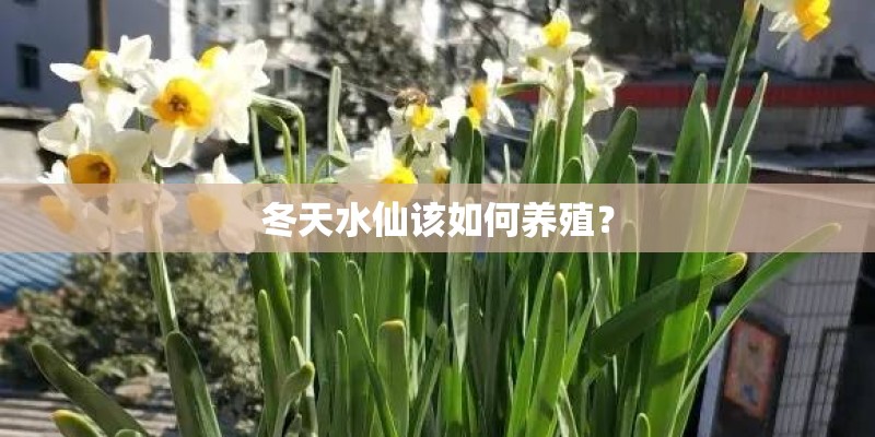 冬天水仙该如何养殖？