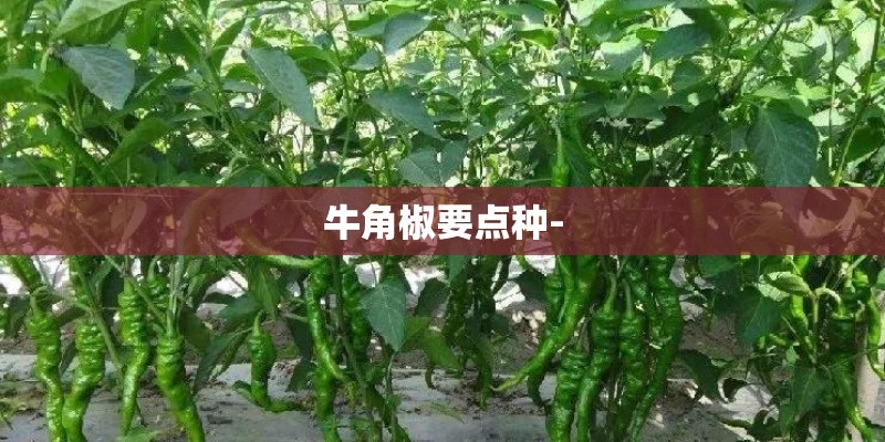 牛角椒要点种-