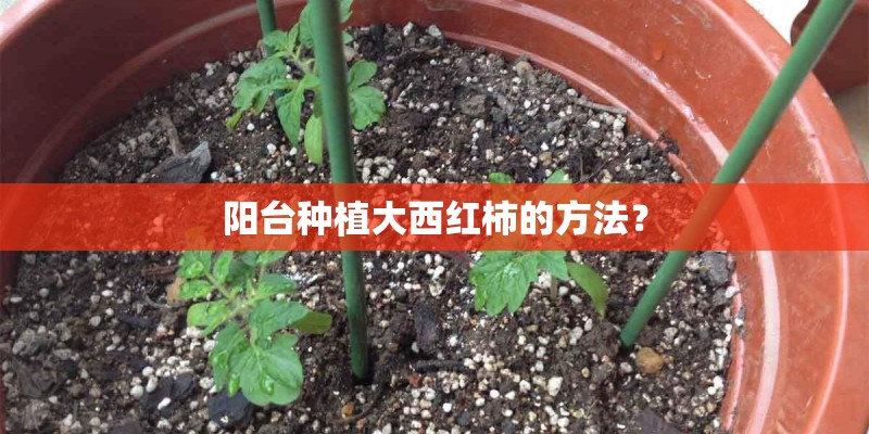 阳台种植大西红柿的方法？