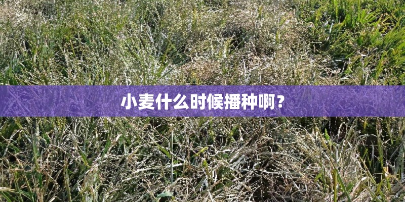 小麦什么时候播种啊？