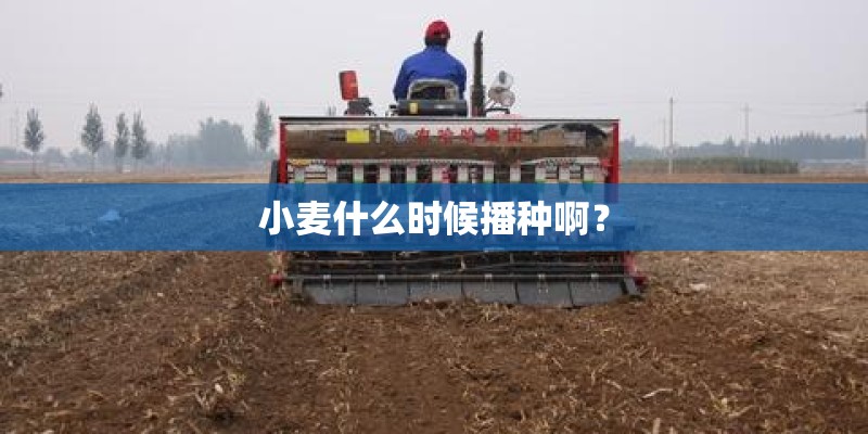 小麦什么时候播种啊？