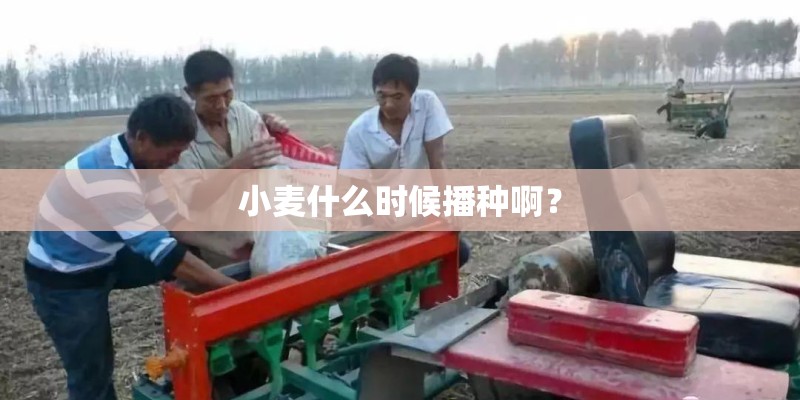 小麦什么时候播种啊？