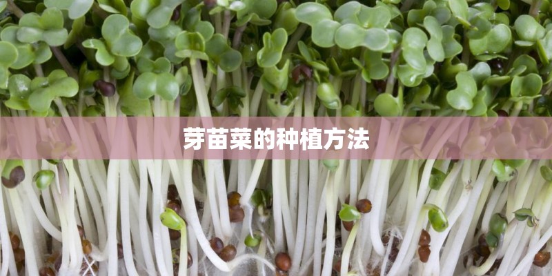 芽苗菜的种植方法