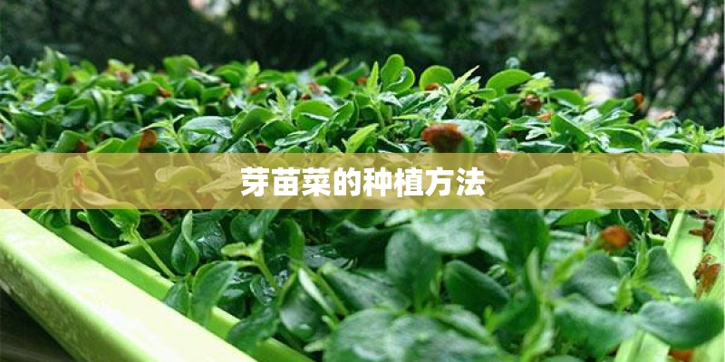 芽苗菜的种植方法