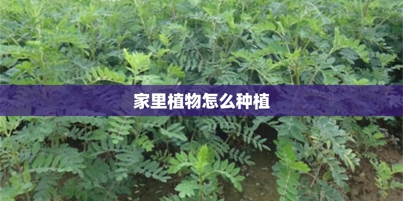 家里植物怎么种植