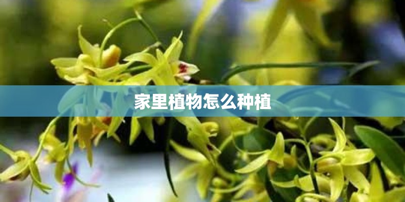 家里植物怎么种植