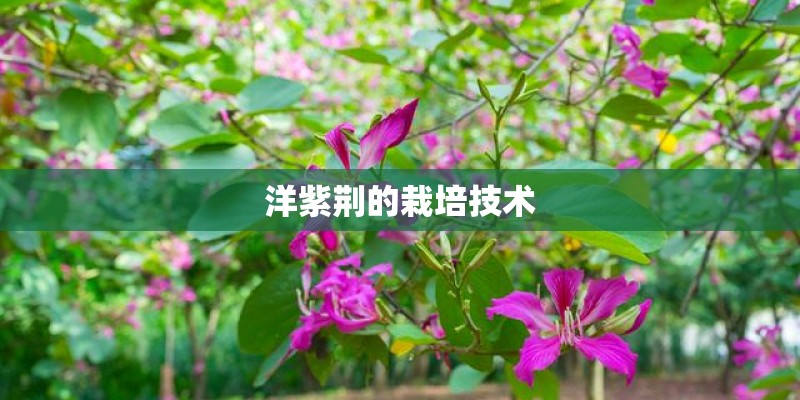 洋紫荆的栽培技术