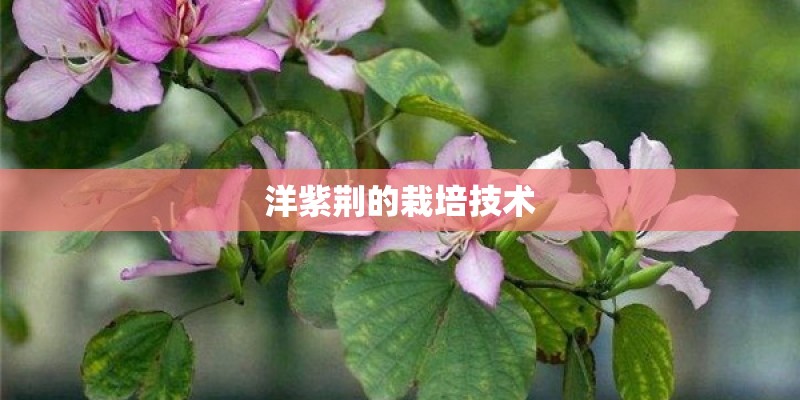 洋紫荆的栽培技术