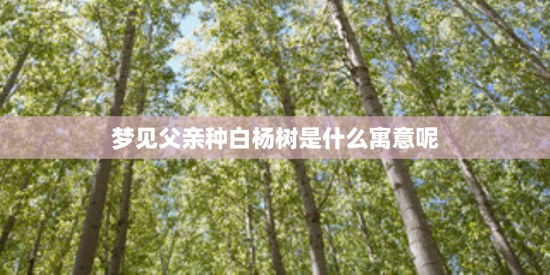 梦见父亲种白杨树是什么寓意呢