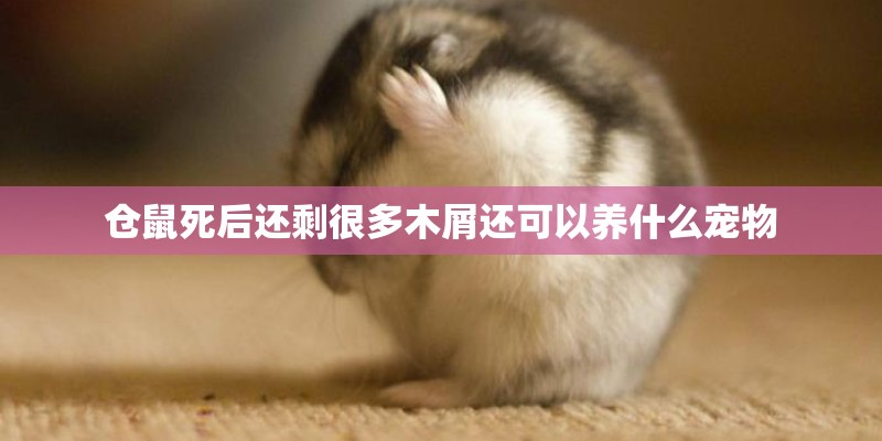 仓鼠死后还剩很多木屑还可以养什么宠物