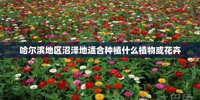 哈尔滨地区沼泽地适合种植什么植物或花卉
