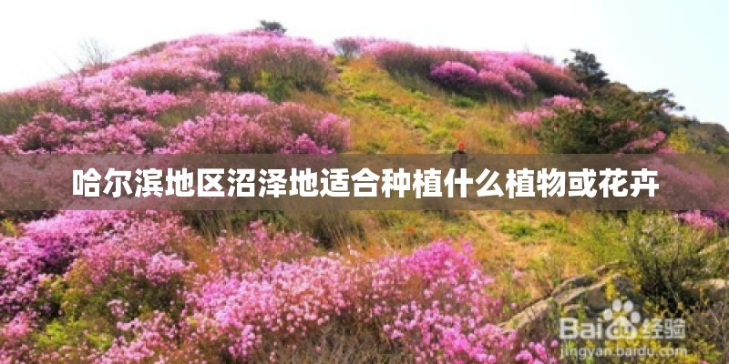 哈尔滨地区沼泽地适合种植什么植物或花卉