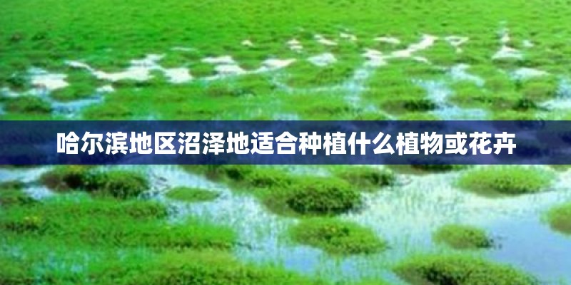 哈尔滨地区沼泽地适合种植什么植物或花卉