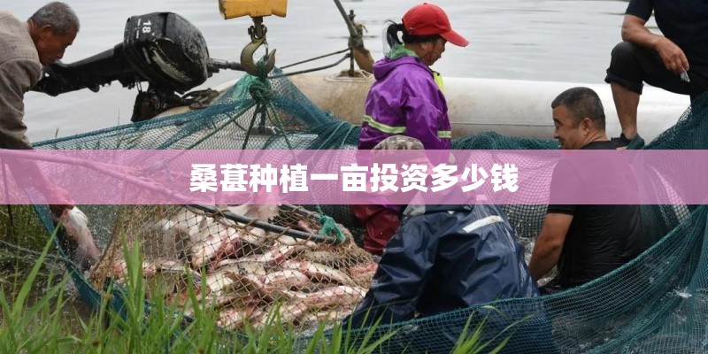 桑葚种植一亩投资多少钱