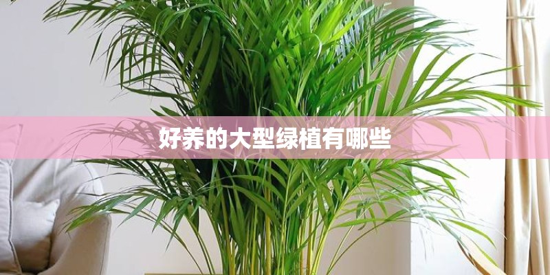 好养的大型绿植有哪些