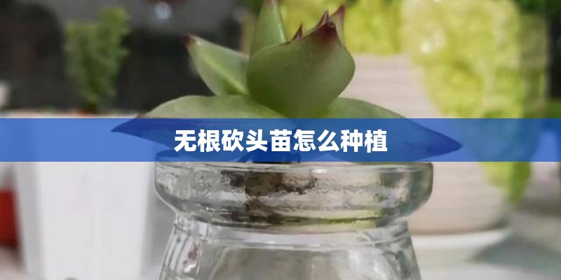 无根砍头苗怎么种植