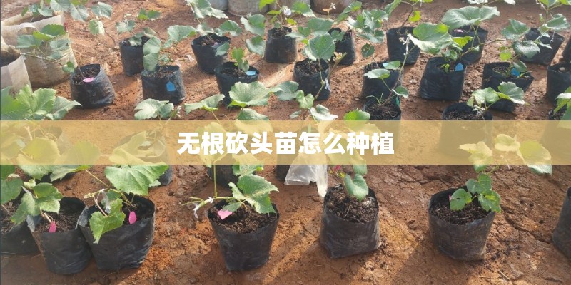 无根砍头苗怎么种植