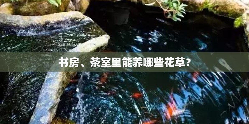书房、茶室里能养哪些花草？