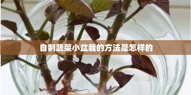 自制蔬菜小盆栽的方法是怎样的