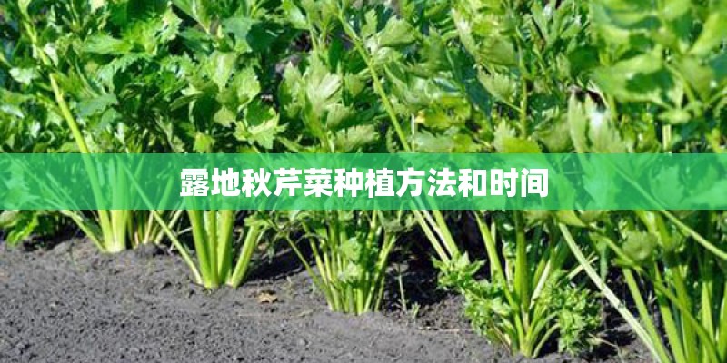 露地秋芹菜种植方法和时间
