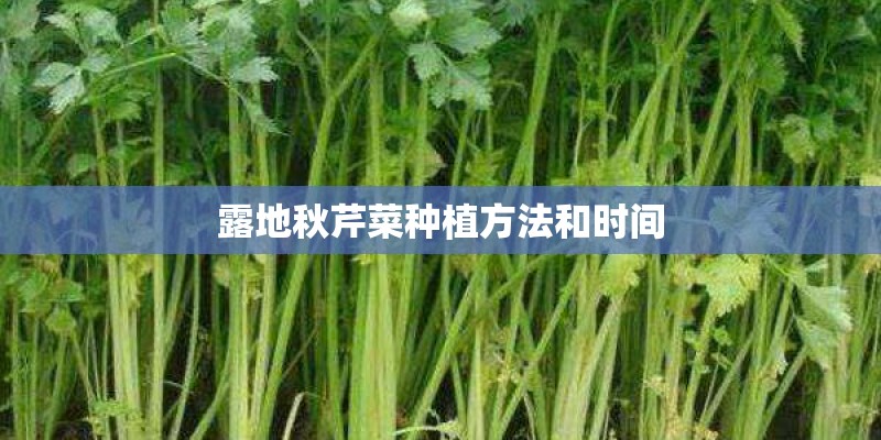 露地秋芹菜种植方法和时间