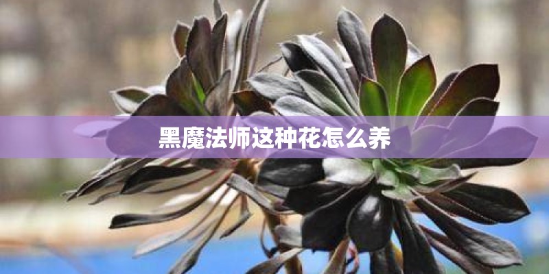 黑魔法师这种花怎么养