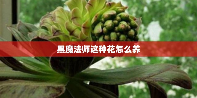 黑魔法师这种花怎么养