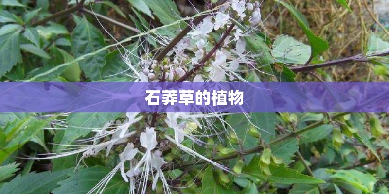 石莽草的植物